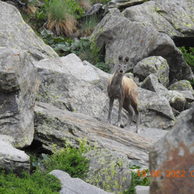Musk deer in sechu tuan nalla